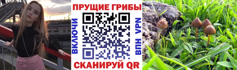 Псилоцибиновые грибы мицелий Серафимович